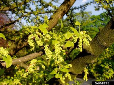 ginkgo, Ginkgo biloba  (Ginkgoales: Ginkgoaceae) - 5404878