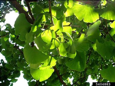 ginkgo, Ginkgo biloba  (Ginkgoales: Ginkgoaceae) - 5404883