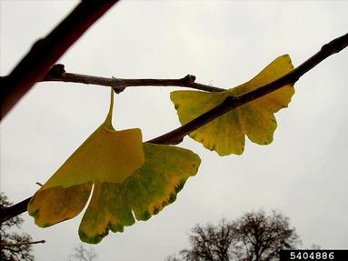 ginkgo, Ginkgo biloba  (Ginkgoales: Ginkgoaceae) - 5404886