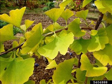 ginkgo, Ginkgo biloba  (Ginkgoales: Ginkgoaceae) - 5404888