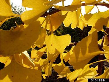 ginkgo, Ginkgo biloba  (Ginkgoales: Ginkgoaceae) - 5404889