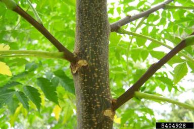 chinaberry, Melia azedarach  (Sapindales: Meliaceae) - 5404928