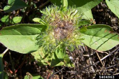 smallflower morningglory, Jacquemontia tamnifolia  (Solanales: Convolvulaceae) - 5404963