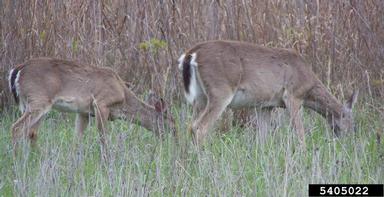 white-tailed deer, Odocoileus virginianus  (Artiodactyla: Cervidae) - 5405022