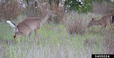white-tailed deer, Odocoileus virginianus  (Artiodactyla: Cervidae) - 5405024