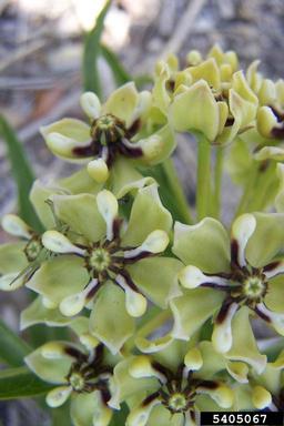 antelopehorns, Asclepias asperula ssp. capricornu (Gentianales: Asclepiadaceae) - 5405067