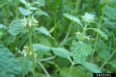 horehound, Marrubium peregrinum  (Lamiales: Lamiaceae) - 5405081