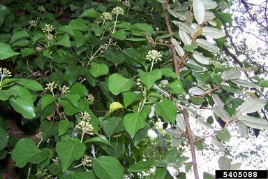English ivy, Hedera helix  (Apiales: Araliaceae) - 5405088