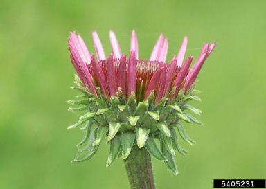 purple coneflower, Echinacea purpurea  (Asterales: Asteraceae) - 5405231