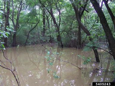 flooding/high water,    (Abiotic: Other abiotic damage) - 5405243