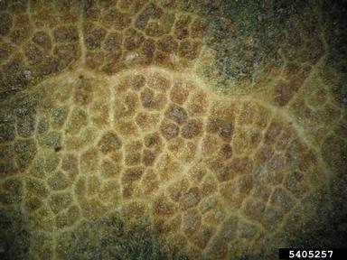 anthracnose (Aureobasidium apocryptum ) on maple (Acer spp. ) - 5405257