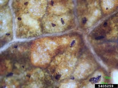 anthracnose (Aureobasidium apocryptum ) on maple (Acer spp. ) - 5405259