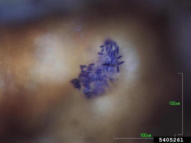 anthracnose (Aureobasidium apocryptum ) on maple (Acer spp. ) - 5405261