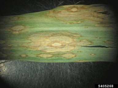 leaf blight (Drechslera gigantea ) on reed canarygrass (Phalaris arundinacea ) - 5405268