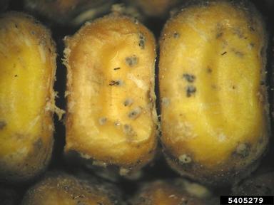 white ear rot and seedling blight of maize (Stenocarpella maydis ) on corn (Zea mays ) - 5405279