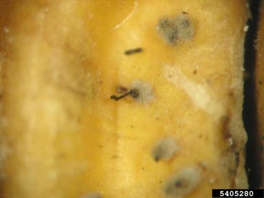 white ear rot and seedling blight of maize (Stenocarpella maydis ) on corn (Zea mays ) - 5405280