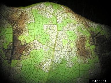downy mildew (Plasmopara cercidis ) on eastern redbud (Cercis canadensis ) - 5405301