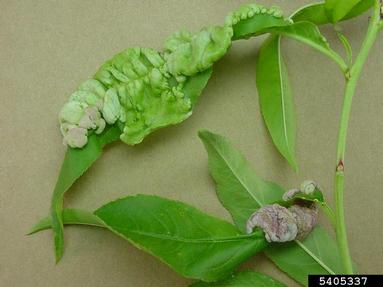 peach leaf curl (Taphrina deformans ) on peach (Prunus persica ) - 5405337