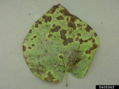Pseudocercospora leaf spot (Pseudocercospora vitis ) on eastern redbud (Cercis canadensis ) - 5405343