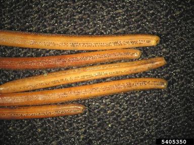 Rhizosphaera needle cast (Rhizosphaera kalkhoffii ) on Norway spruce (Picea abies ) - 5405350