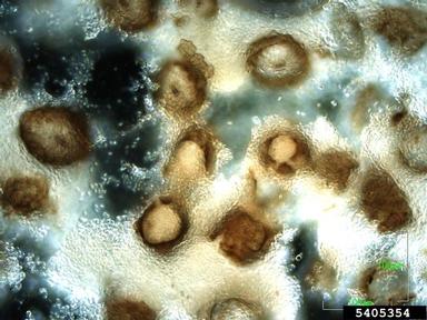 Rhizosphaera needle cast (Rhizosphaera kalkhoffii ) on Norway spruce (Picea abies ) - 5405354