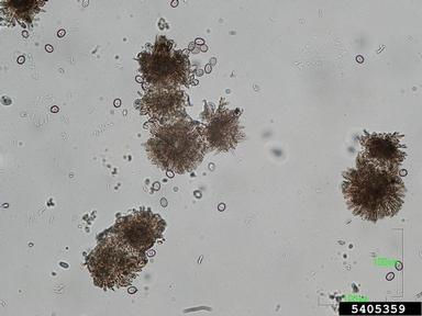 leaf spot (Tubakia dryina ) on southern red oak (Quercus falcata ) - 5405359