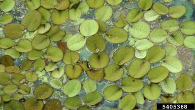 water fern, Salvinia minima  (Hydropteridales: Salviniaceae) - 5405368