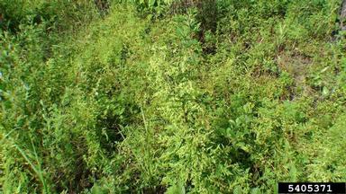 Japanese climbing fern, Lygodium japonicum  (Polypodiales: Lygodiaceae) - 5405371
