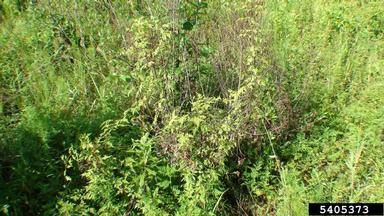 Japanese climbing fern, Lygodium japonicum  (Polypodiales: Lygodiaceae) - 5405373