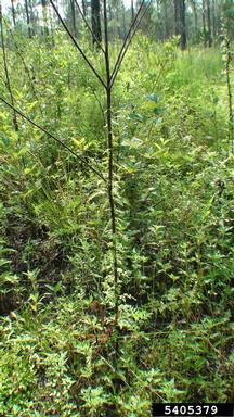 Japanese climbing fern, Lygodium japonicum  (Polypodiales: Lygodiaceae) - 5405379