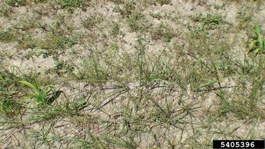 cogongrass, Imperata cylindrica  (Cyperales: Poaceae) - 5405396