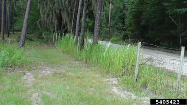 cogongrass, Imperata cylindrica  (Cyperales: Poaceae) - 5405423
