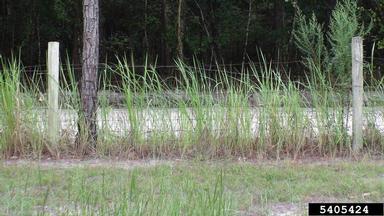 cogongrass, Imperata cylindrica  (Cyperales: Poaceae) - 5405424