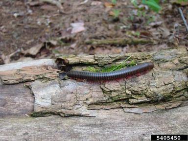 North American millipede, Narceus americanus  (Spirobolida: Spirobolidae) - 5405450