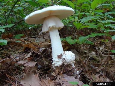 Amanita mushroom, Amanita spp.  (Agaricales: Amanitaceae) - 5405453