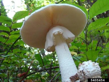 Amanita mushroom, Amanita spp.  (Agaricales: Amanitaceae) - 5405454