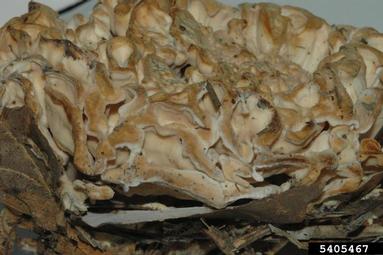 cauliflower mushrooms, Sparassis spp.  (Polyporales: Sparassidaceae) - 5405467