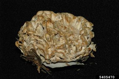 cauliflower mushrooms, Sparassis spp.  (Polyporales: Sparassidaceae) - 5405470