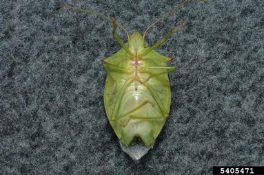 stink bugs,    (Hemiptera: Pentatomidae) - 5405471