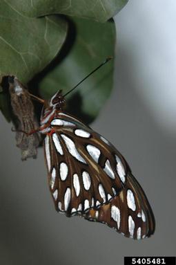 gulf fritillary, Agraulis vanillae  (Lepidoptera: Nymphalidae) - 5405481