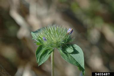 smallflower morningglory, Jacquemontia tamnifolia  (Solanales: Convolvulaceae) - 5405487