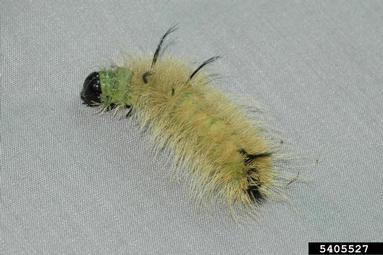 American dagger moth, Acronicta americana  (Lepidoptera: Noctuidae) - 5405527