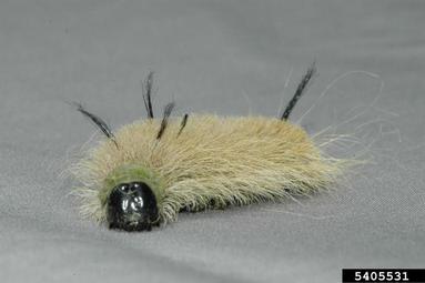 American dagger moth, Acronicta americana  (Lepidoptera: Noctuidae) - 5405531