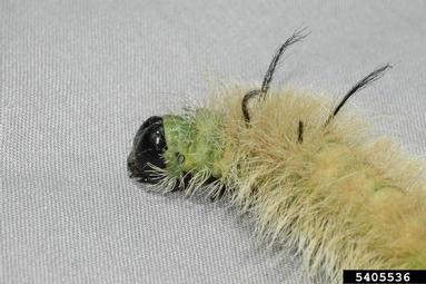 American dagger moth, Acronicta americana  (Lepidoptera: Noctuidae) - 5405536