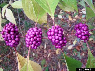 American beautyberry, Callicarpa americana  (Lamiales: Verbenaceae) - 5405569