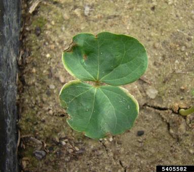 clomazone (  ) on cotton (Gossypium hirsutum ) - 5405582