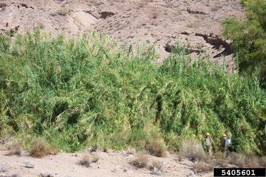 giant reed, Arundo donax  (Cyperales: Poaceae) - 5405601