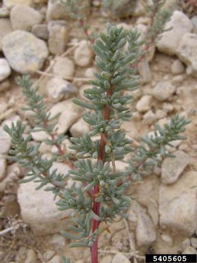 halogeton, Halogeton glomeratus  (Caryophyllales: Chenopodiaceae) - 5405605