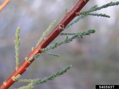 saltcedar, Tamarix ramosissima  (Violales: Tamaricaceae) - 5405637