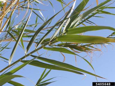 giant reed, Arundo donax  (Cyperales: Poaceae) - 5405648